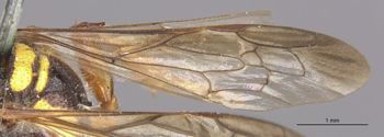 Media type: image;   Entomology 23537 Aspect: Wing front